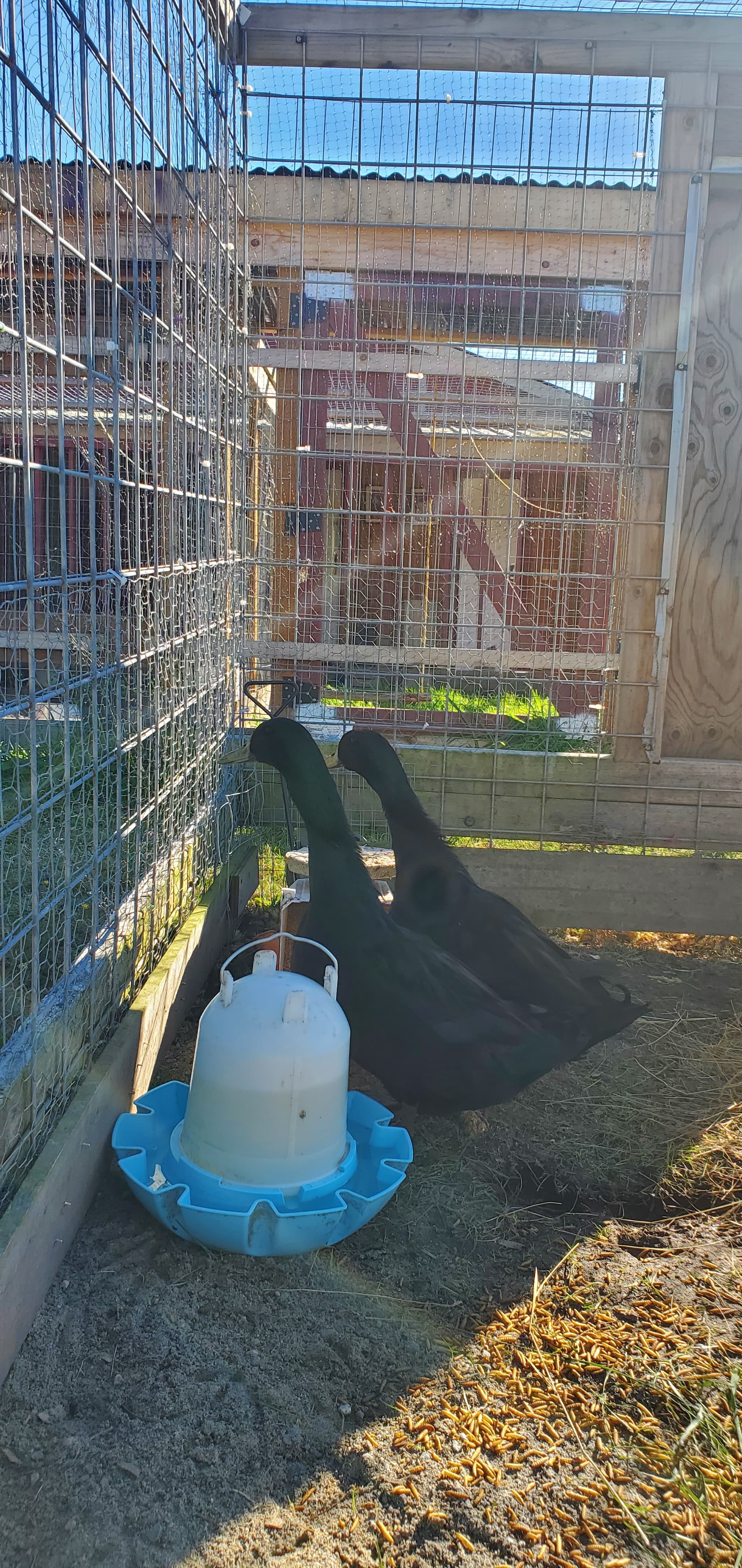 2 Male Cayuga Ducks